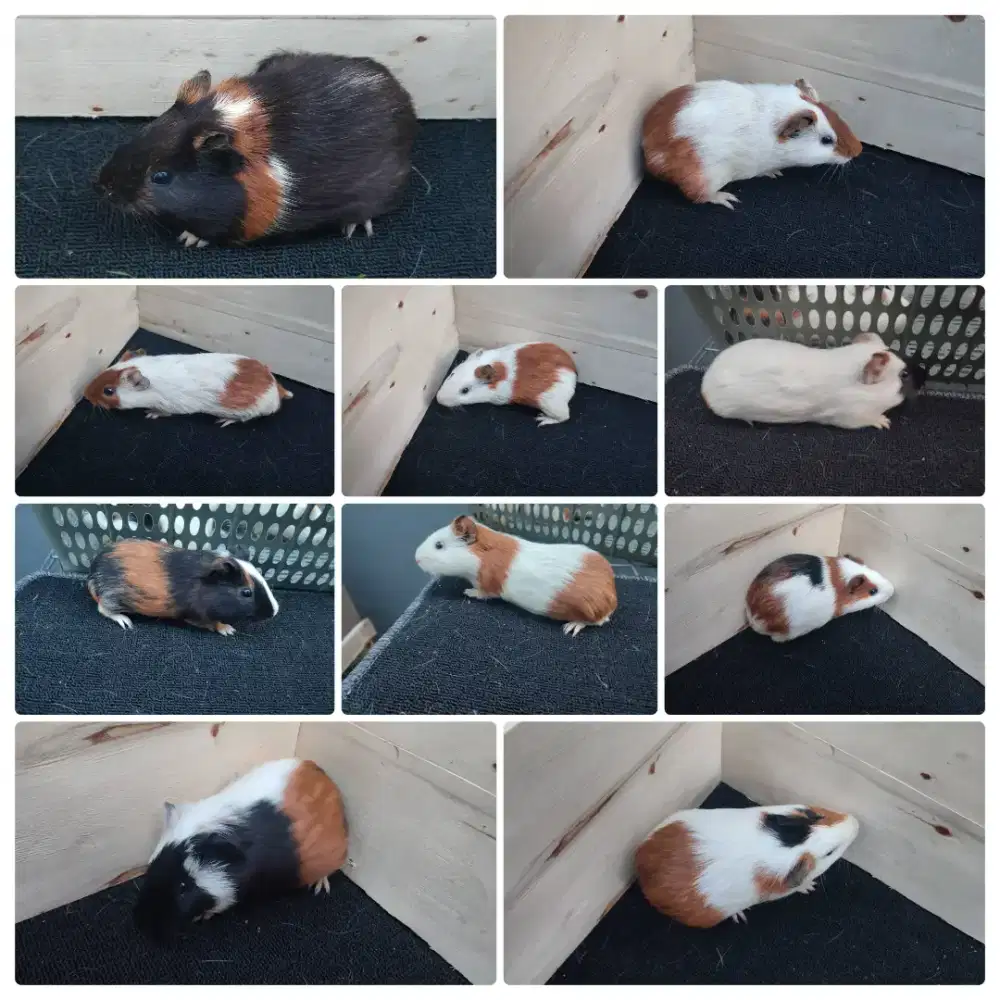 Marmut Sepasangan