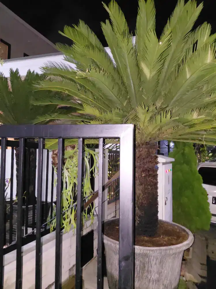 Jual tanaman koleksi bonsai dll