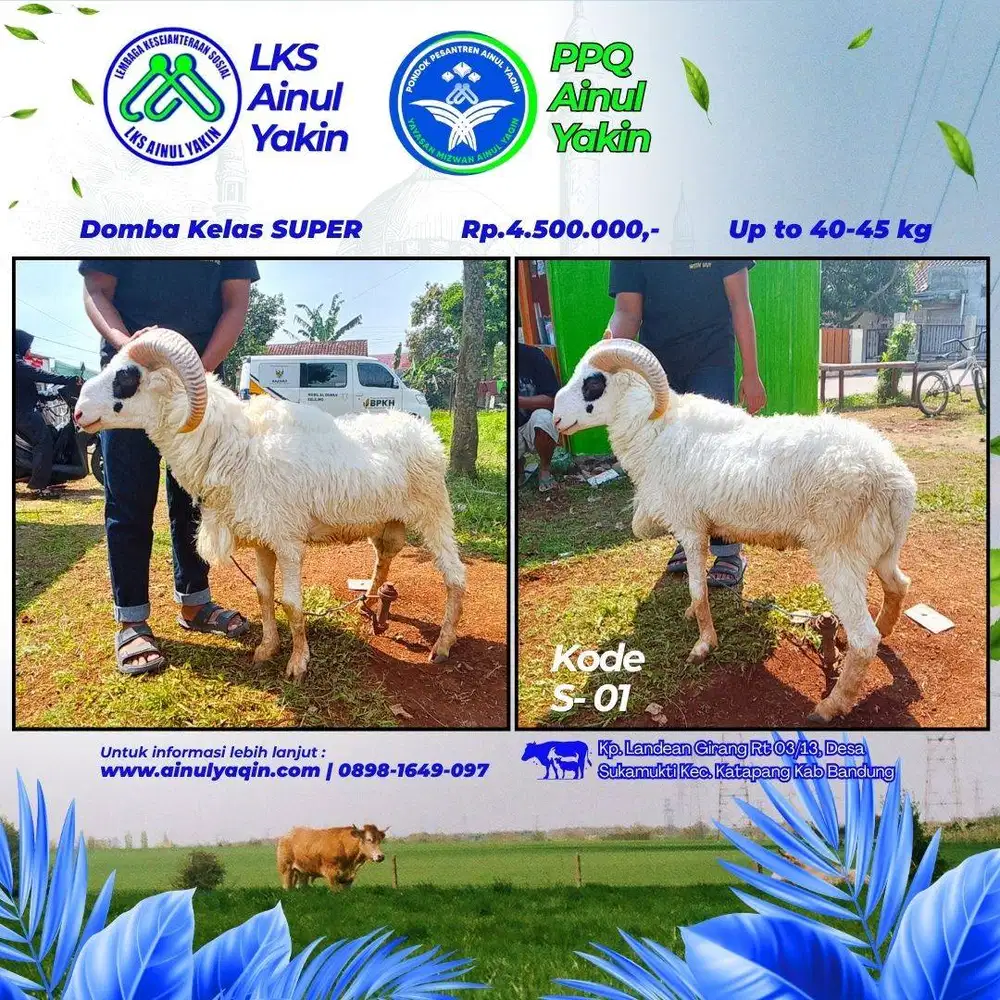 Jual Kambing dan Domba Qurban Harga Bersahabat