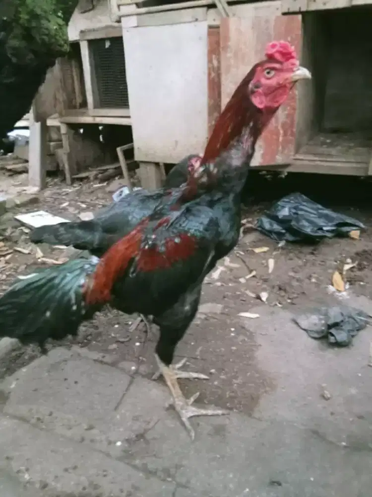 Ayam Bangkok classic
