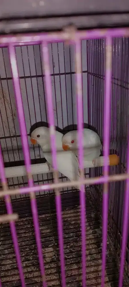 Lovebird paud albino mm & Retina merah prediksi sepasang