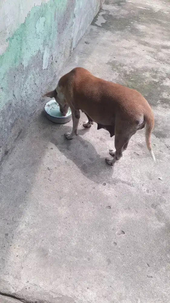 Induk dan anak anjing