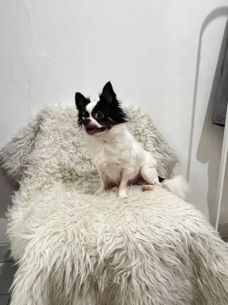 Chihuahua Pejantan bulu panjang (promo)
