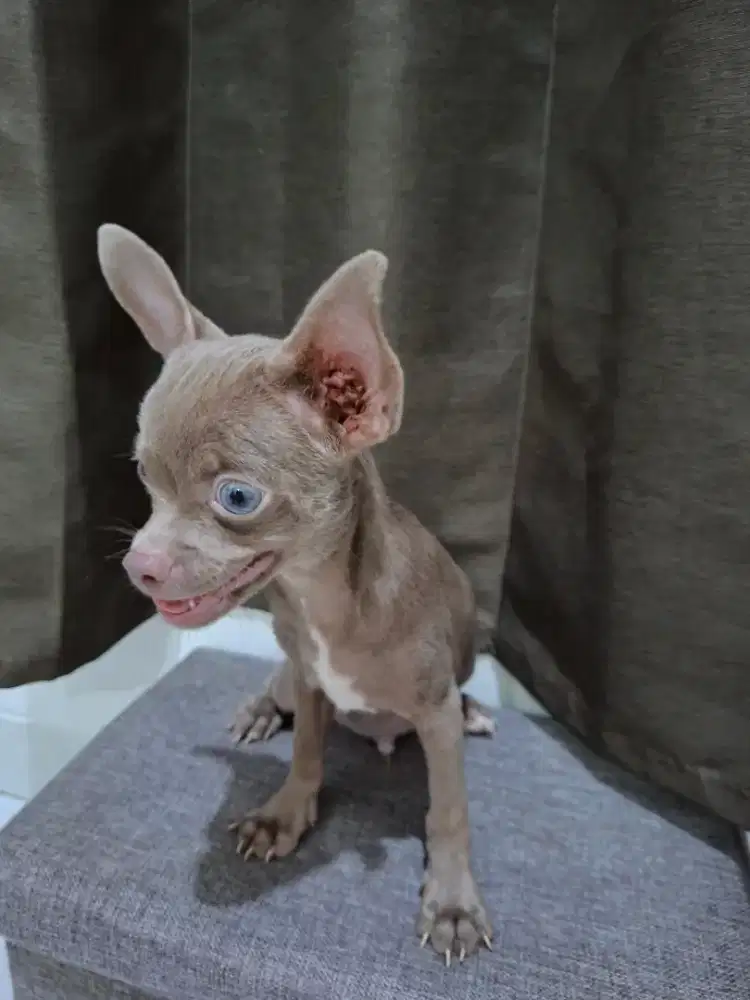 Chihuahua pejantan lilac (promo)
