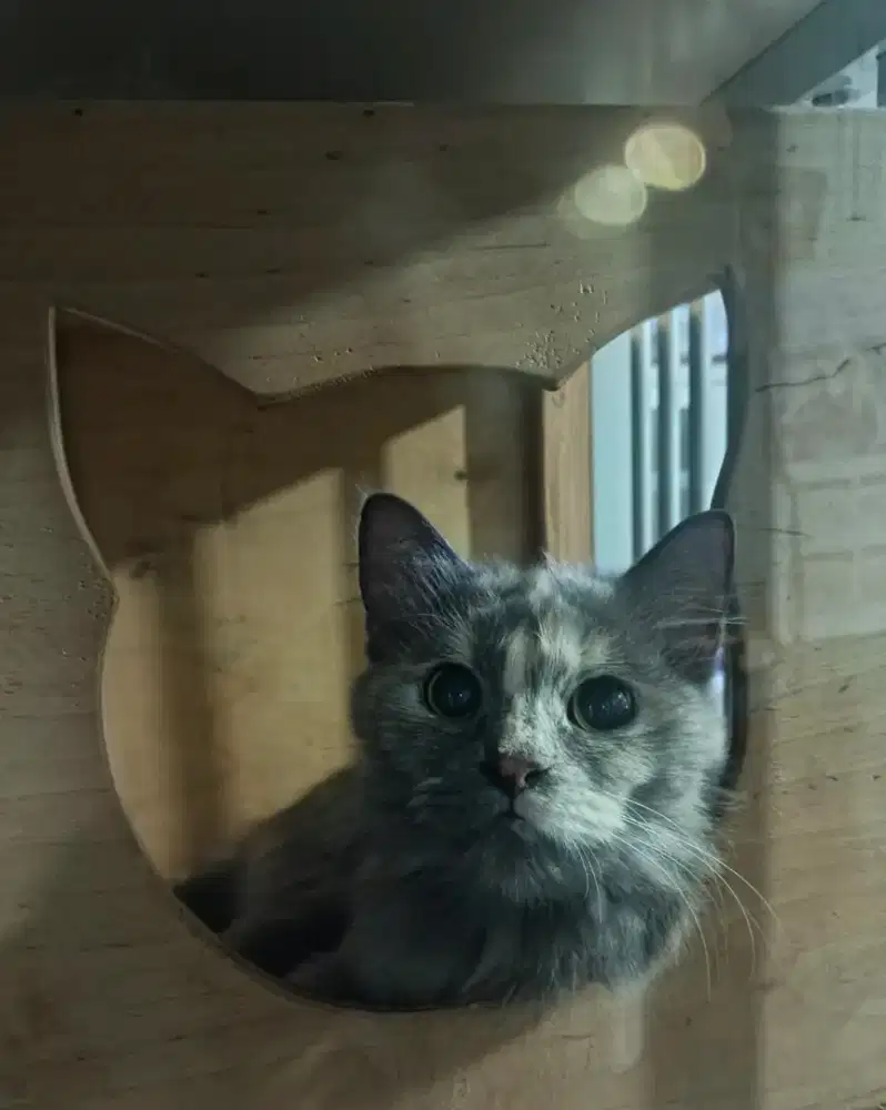 CARI PAWRENTS BARU