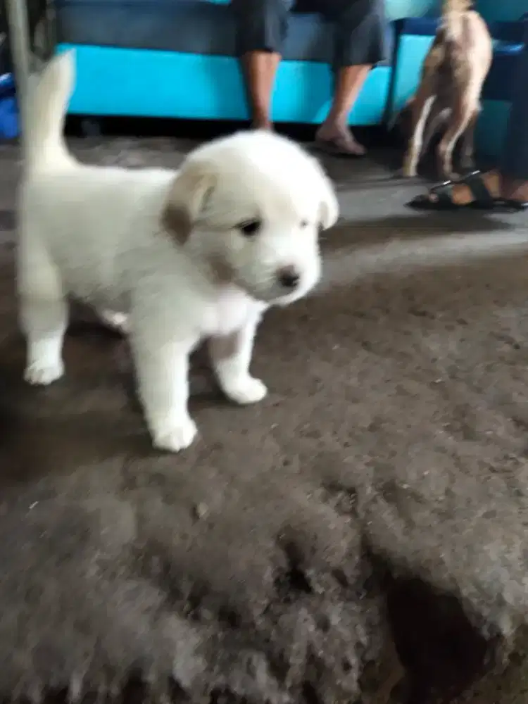 Di jual 2 anjing jantan