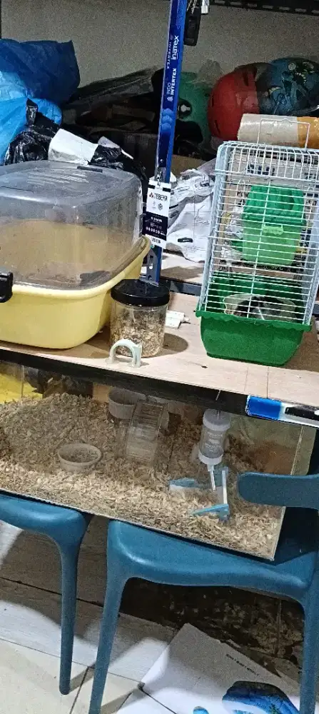 Hamster gratis di jemput lokasi