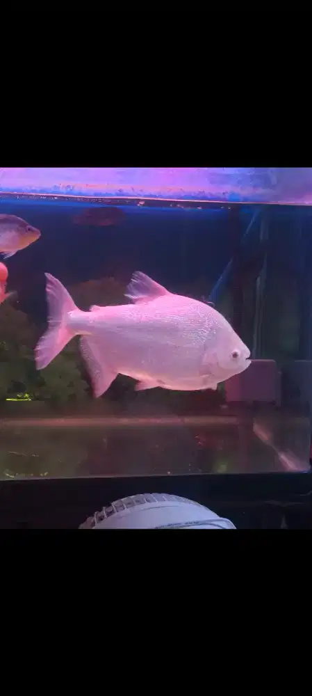 Ikan pacu albino