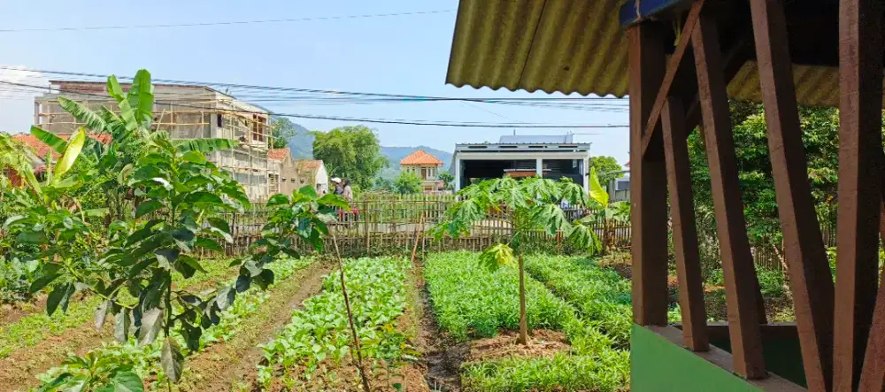 Dijual tanah kebun & sawah pinggir jalan