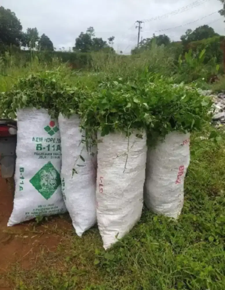 Rumput empan kambing dan sapi