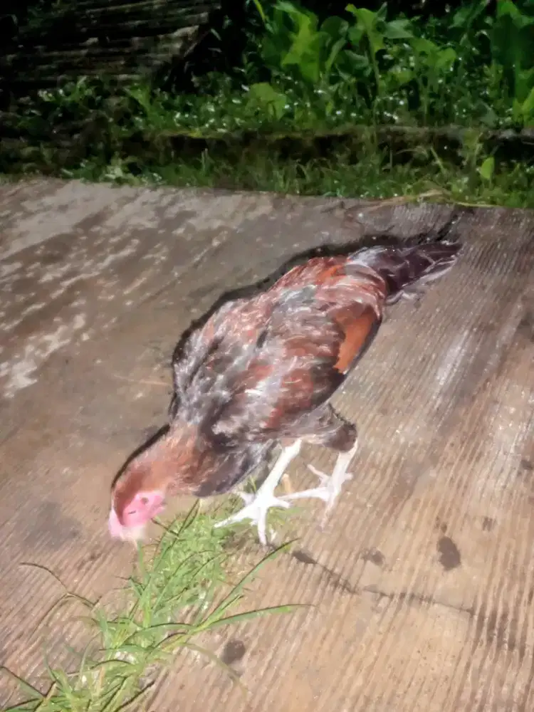 Ayam pelung jago