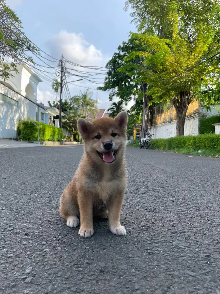 Dijual Aizen Shishiro Red Mame Shiba Inu Female Superior Quality BL Ko