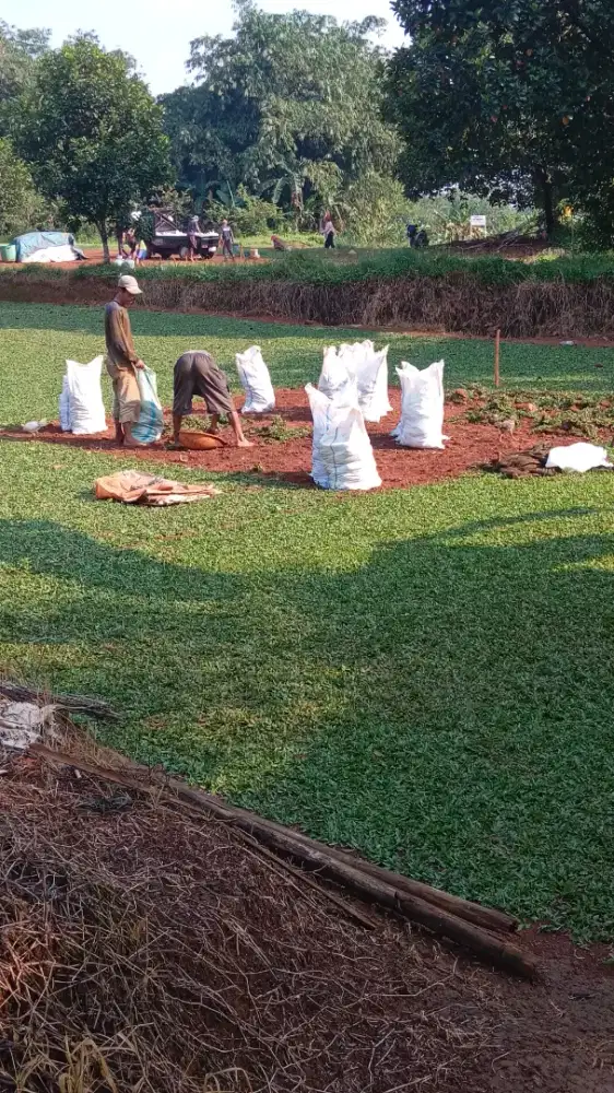 Rumput gajah mini super