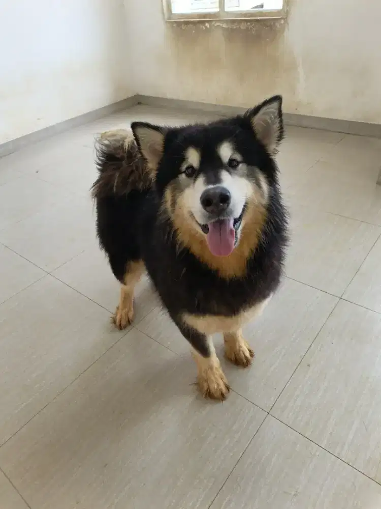 Alaskan Malamute