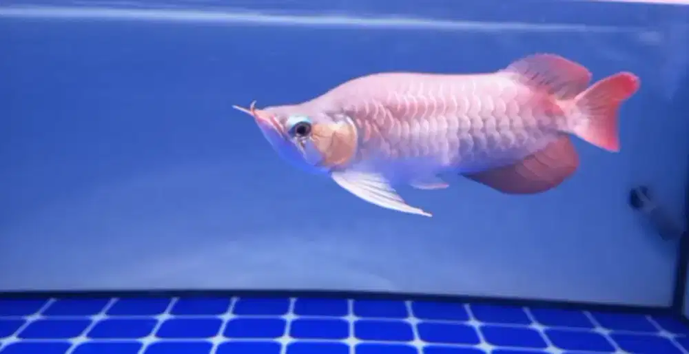 arowana super red king