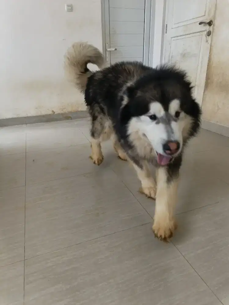 ALASKAN MALAMUTE