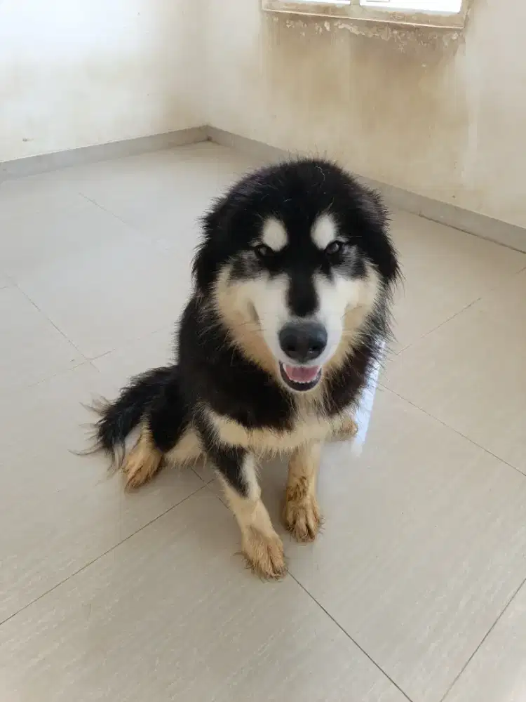 ALASKAN MALAMUTE