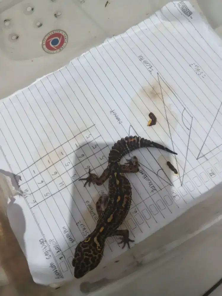 Gecko gecko leopard leopard