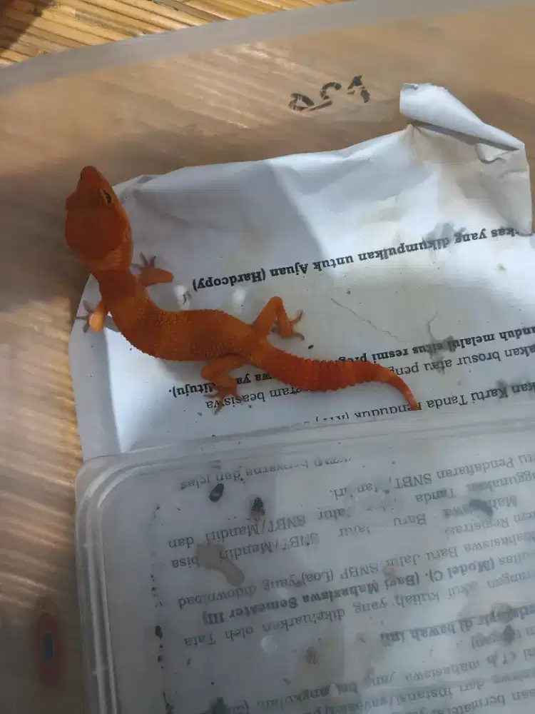 Gecko geckoLeopard