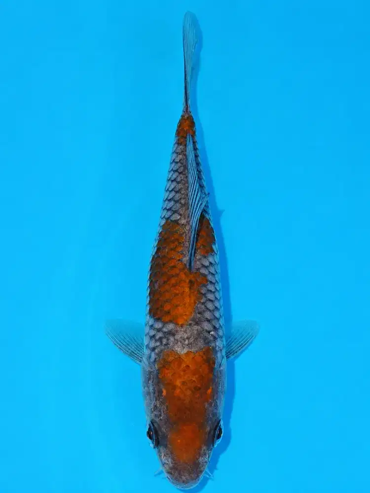 Koi Ochiba 3 Step