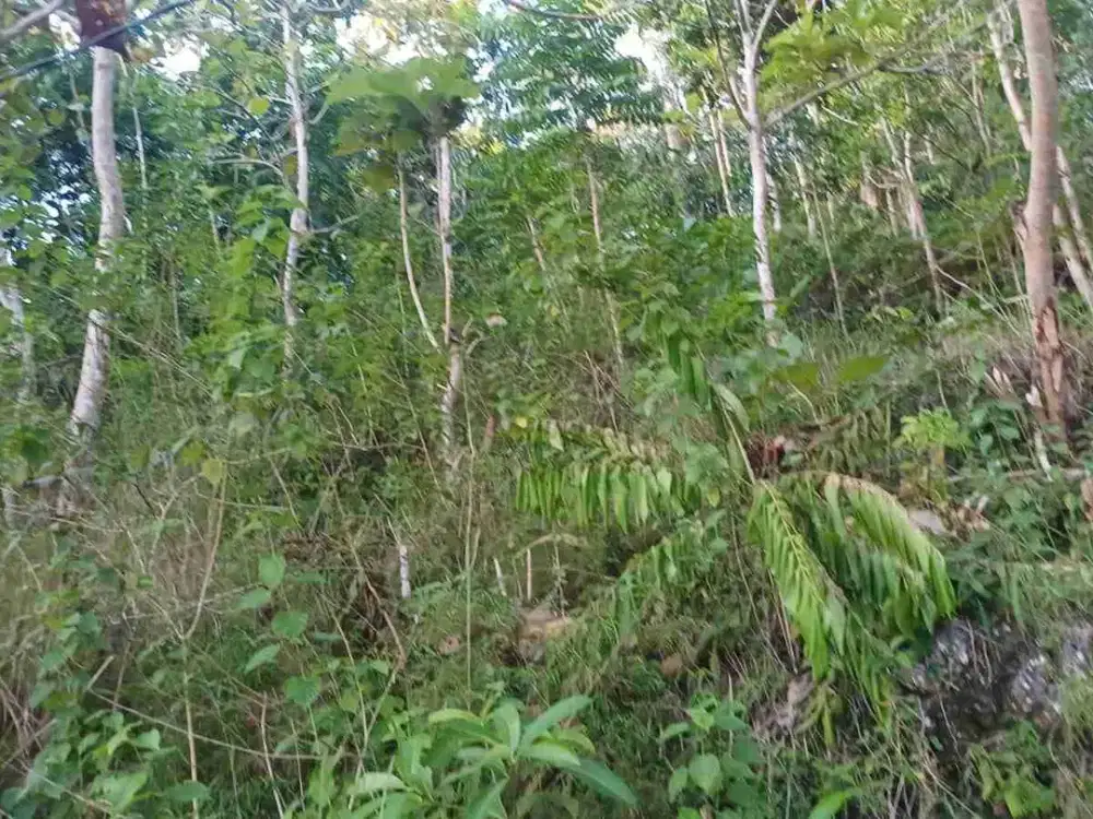 Dijual BU, sebidang tanah di Desa Klumpu, Nusa Penida Bali