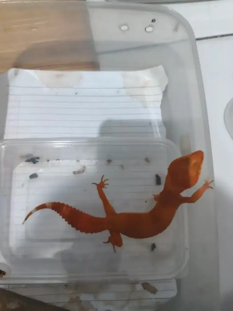 Gecko leopard leopard