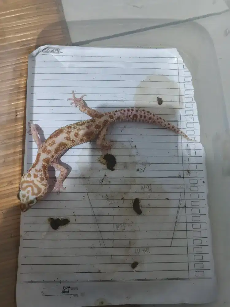 Gecko leopard leopard