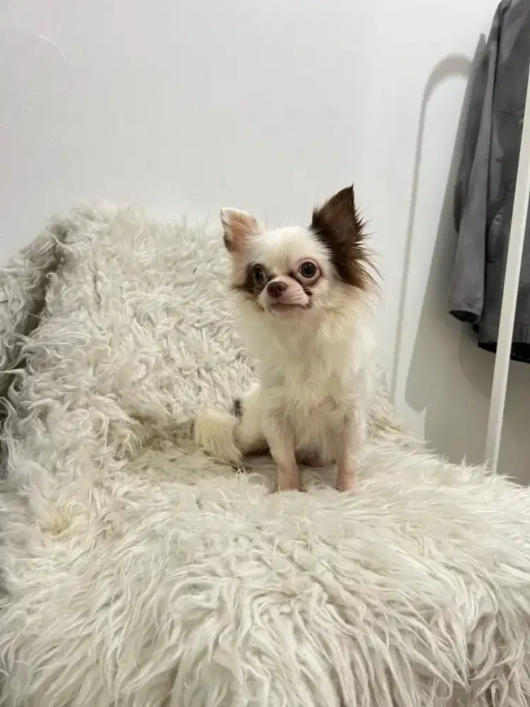Chihuahua Pejantan bulu panjang cakep (promo)