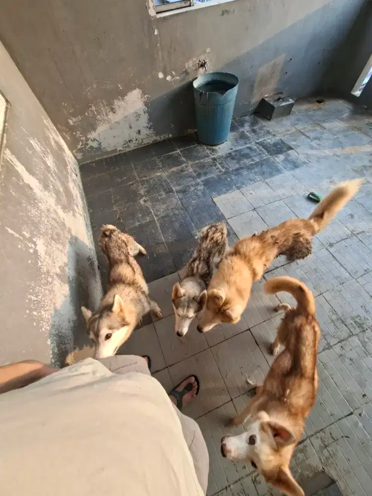 Pejantan & betina husky siap breed (promo)