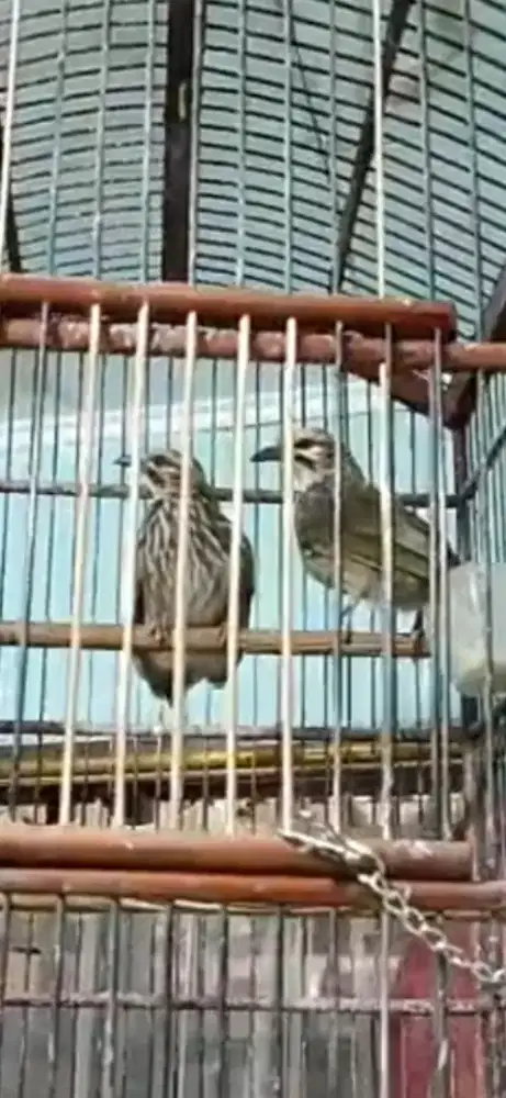 Cucak.rowo ,cucak rawa sepasang asli utan non ring