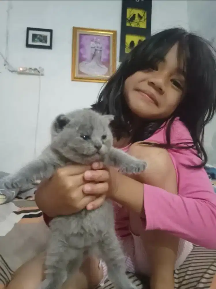 ANABUL BSH PURE PARENTS PED WCF,USIA 1BULAN BETINA