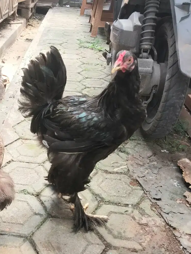 Ayam Brahma Betina 5 bulanan 3 ekor