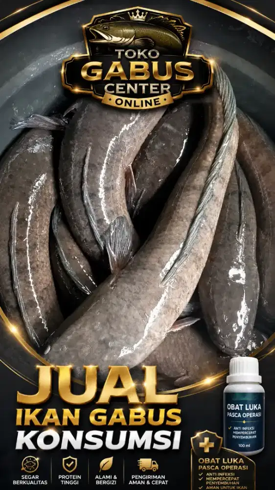 Menjual ikan kutuk alias gabus