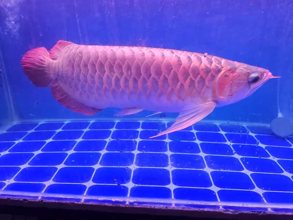Dijual ikan arwana super red