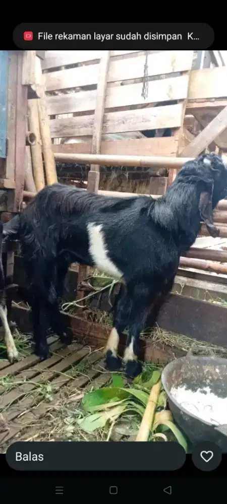 Qurban Kambing Amanah