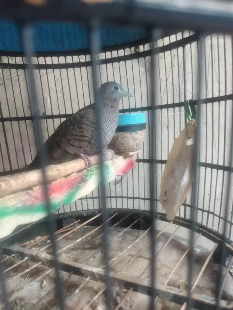 Perkutut cemani udah manggung