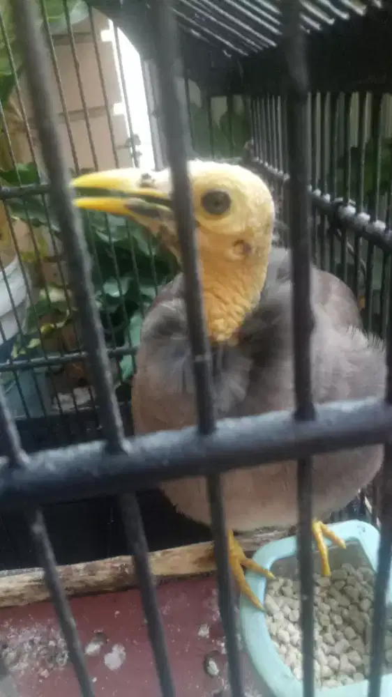 BURUNG JALAK NIAS, PONDOK PEKAYON INDAH, GALAXI, BEK.SEL.