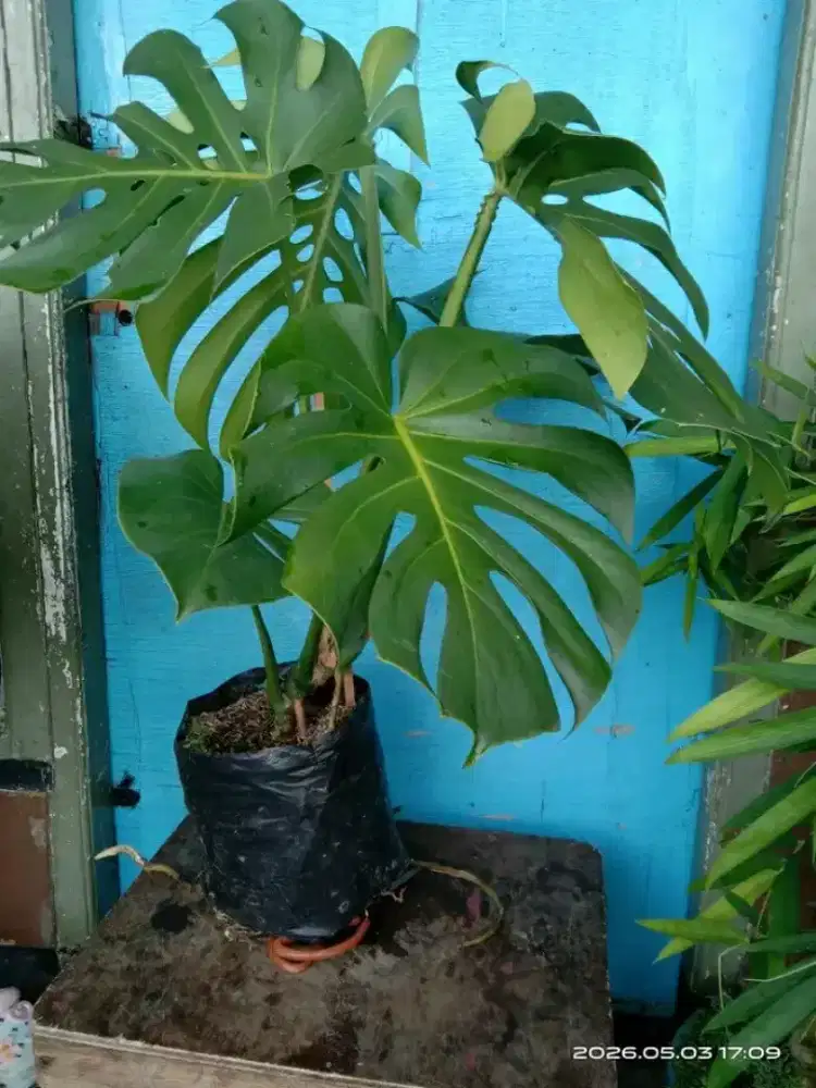tanaman hias monstera king dewasa