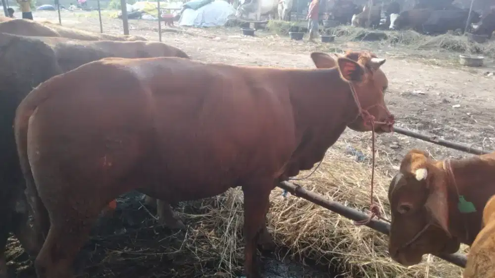 Hewan kurban sapi dan kambing