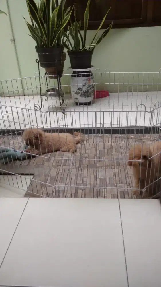 Jual red toy poodle