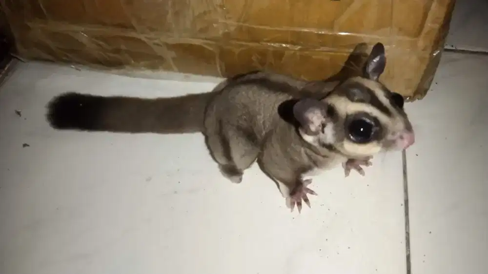 sugar glider 7bulan jantan minus kaki aja
