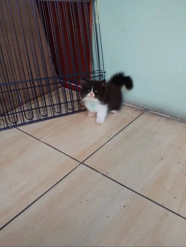 Munchkin kaki pendek