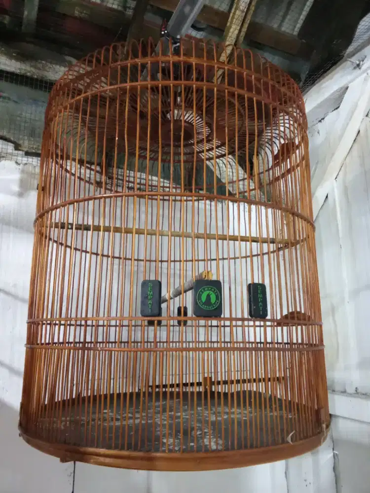 Sangkar UK 58 burung murai