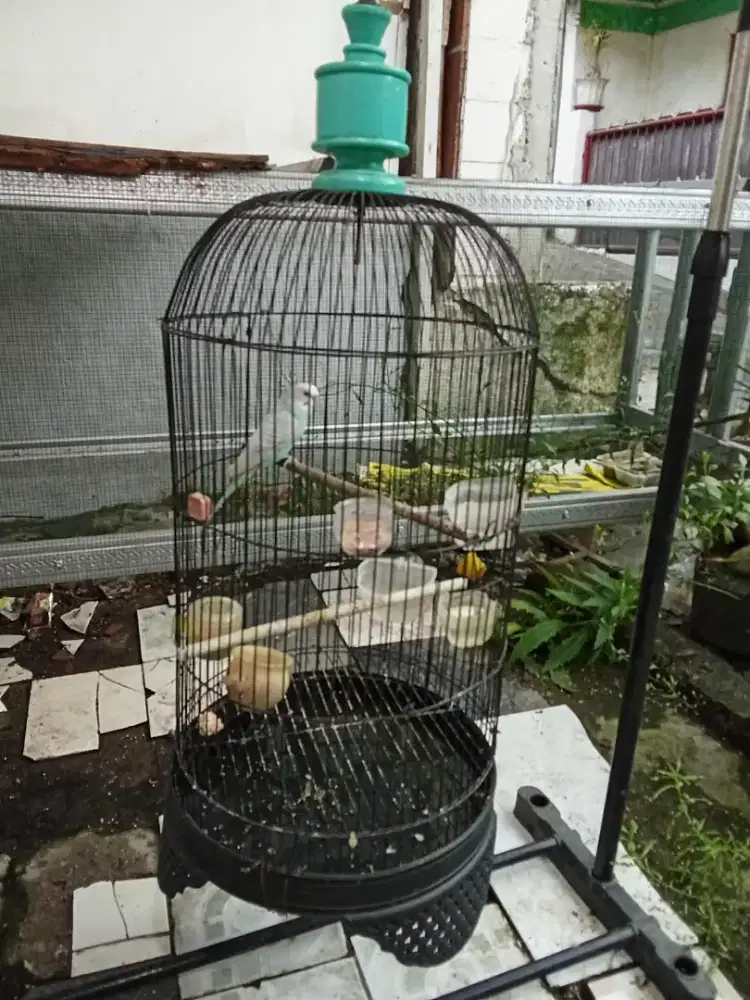 Burung parkit jantan sehat
