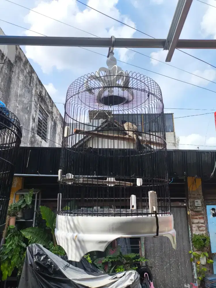 Burung masteran jinak total