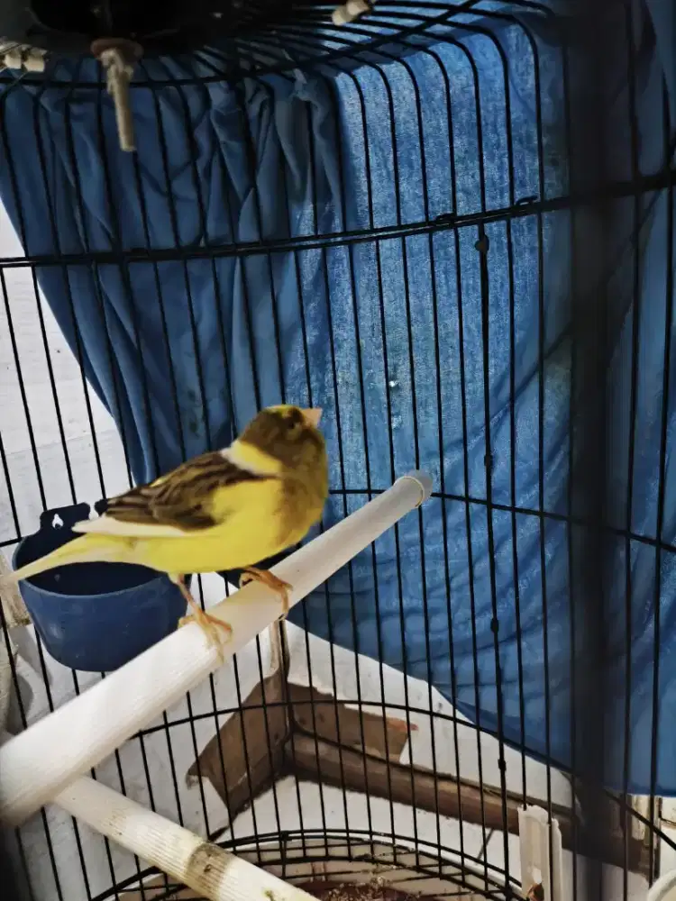 Burung kenari masteran panjang