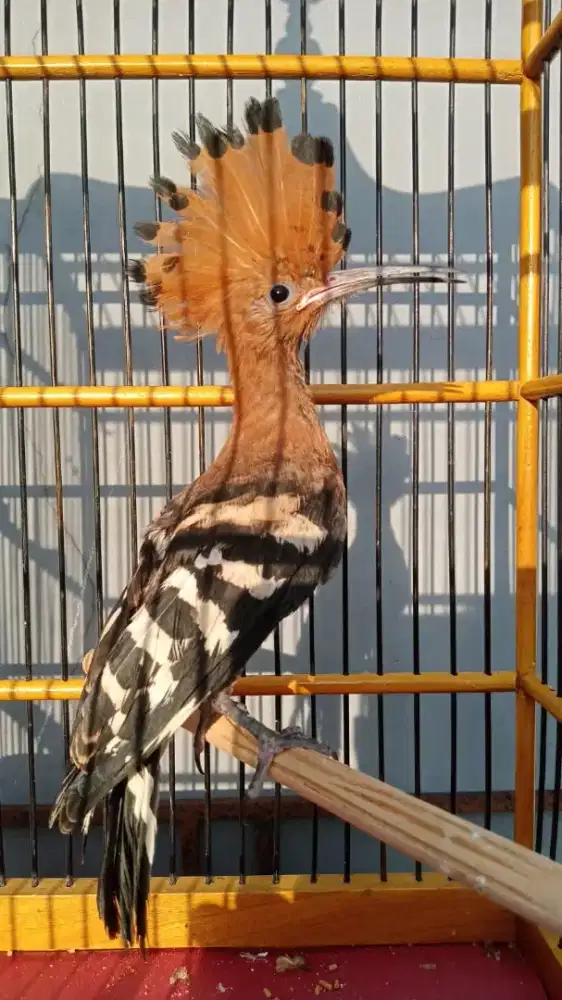 Jalak Afrika,jalak India