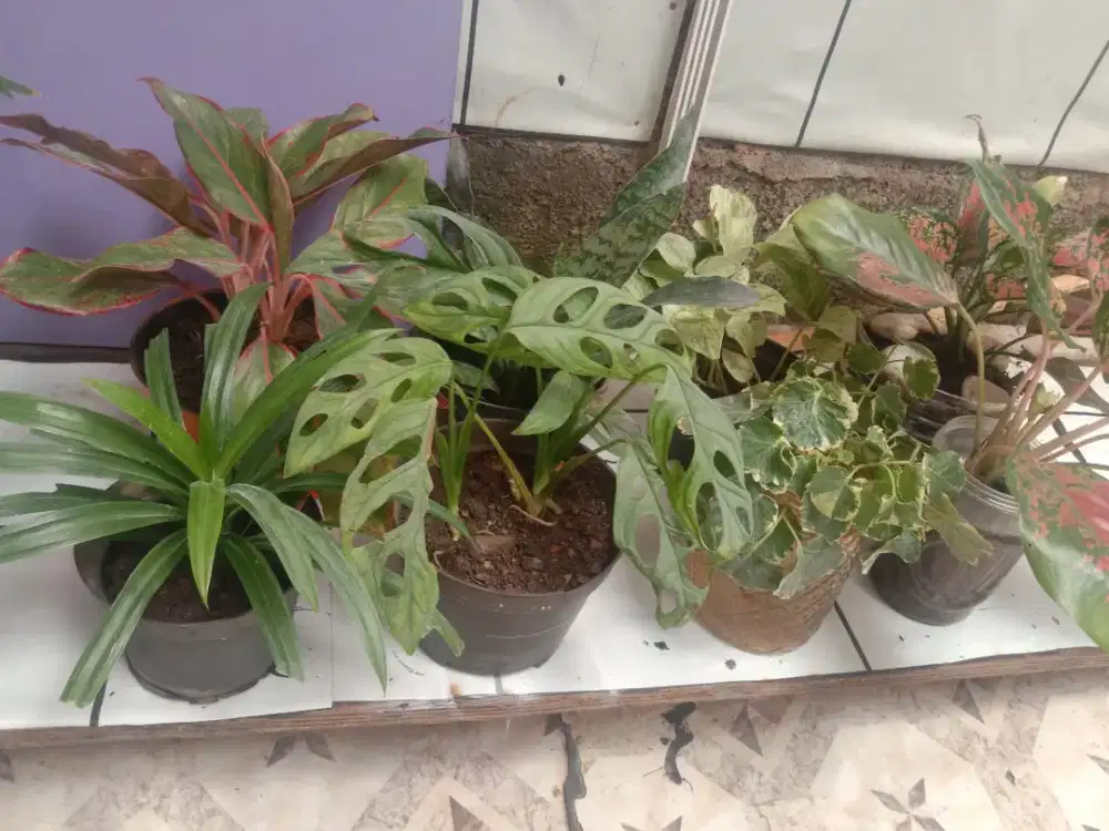Dijual tanaman hias segar