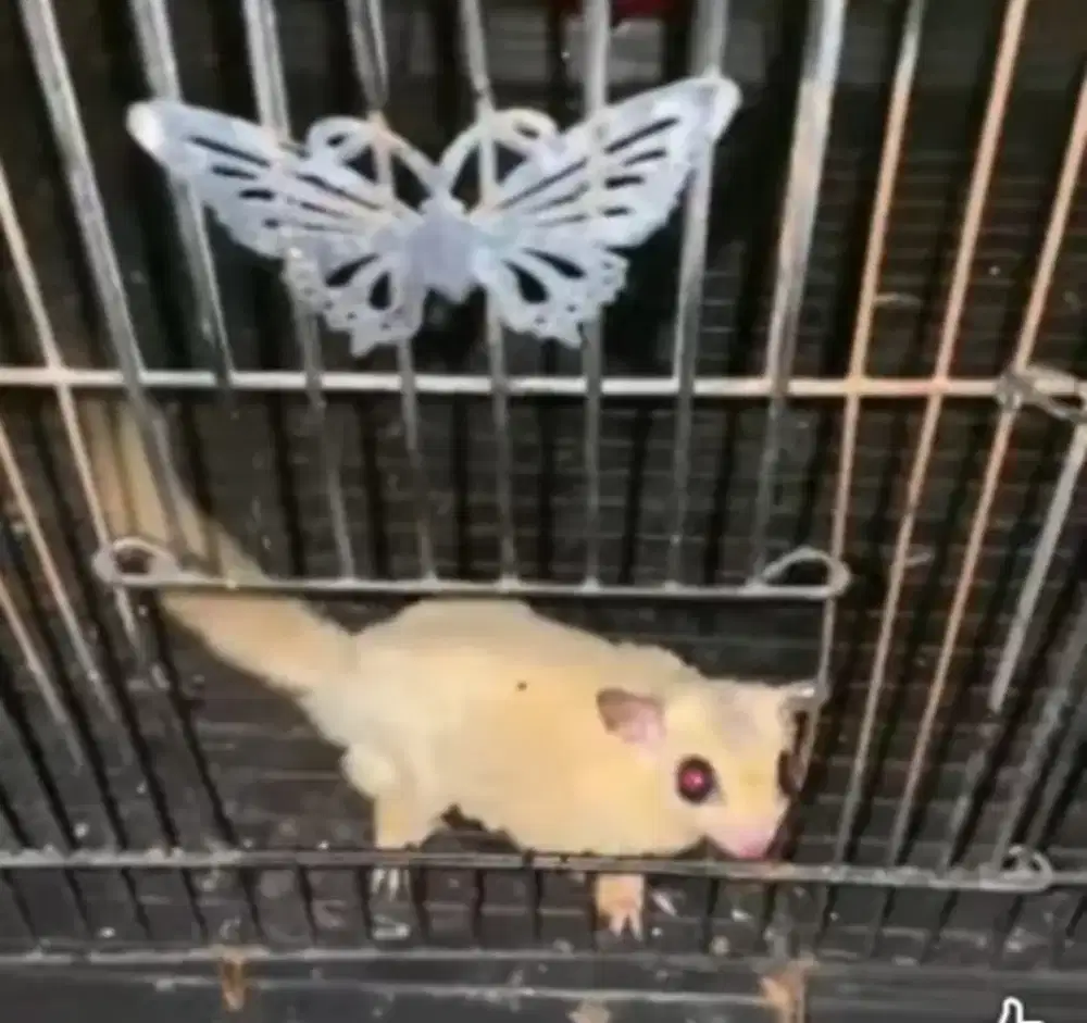 sugar glider platinum dewasa