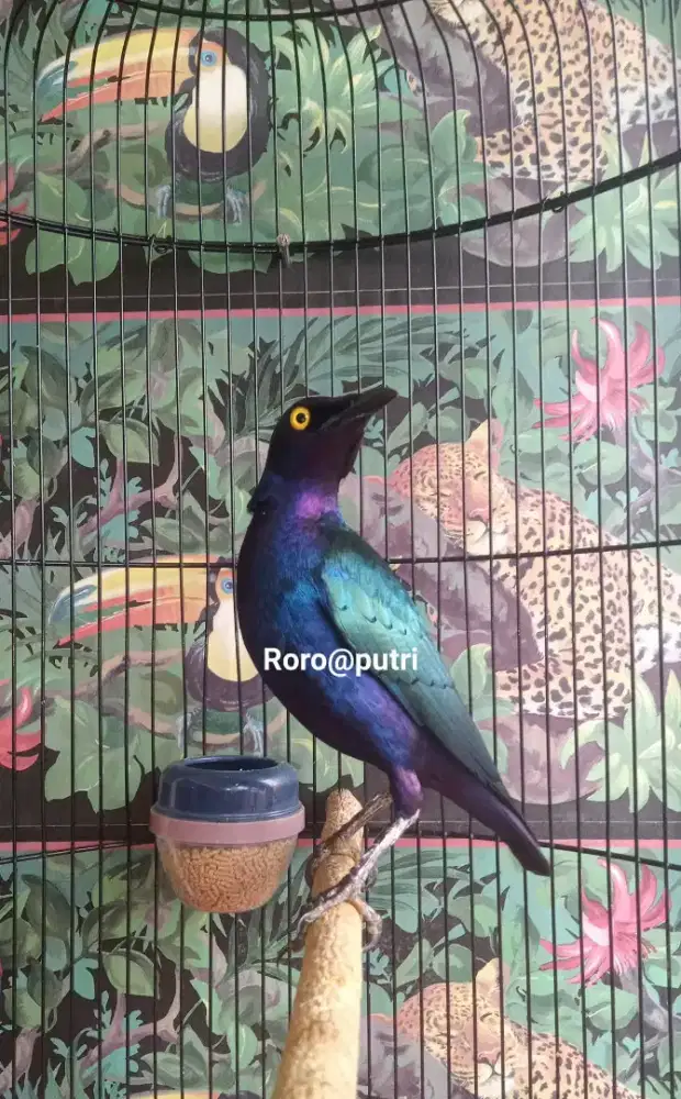 Jalak Afrika purple